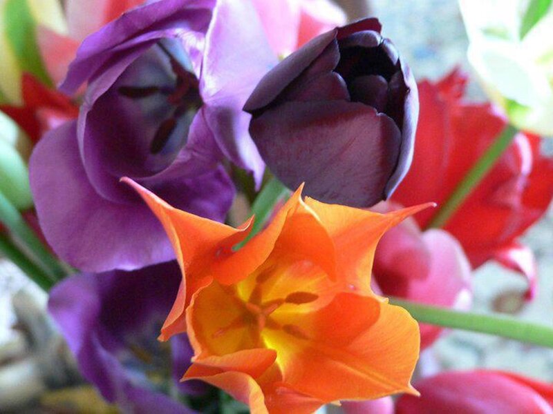 Colorful Tulips in Bouquet — Purple