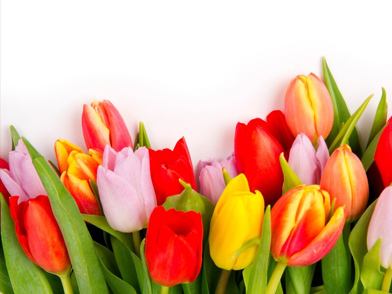 Colorful Tulips in Bouquet — Red, Bright