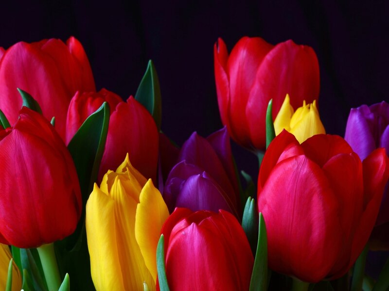 Colorful Tulips in Bouquet — Red, Dramatic