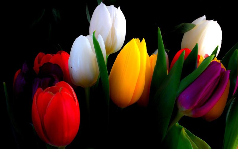 Colorful Tulips in Bouquet — Red, Vibrant, Photograph