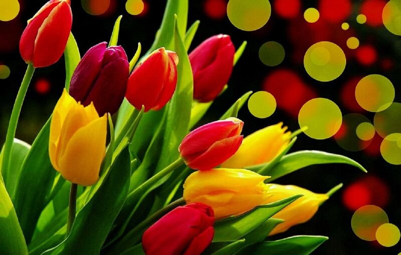 Colorful Tulips in Bouquet — Red, Vibrant
