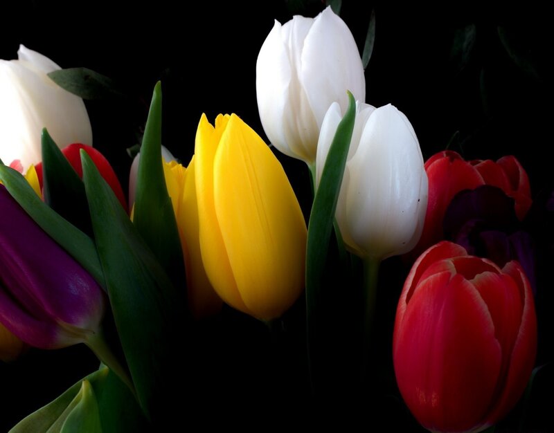 Colorful Tulips in Bouquet