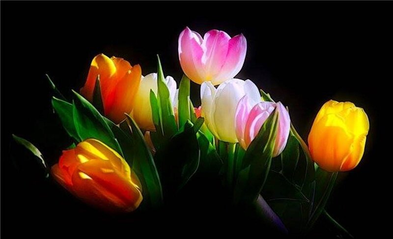 Colorful Tulips in Bouquet — Yellow, Dramatic, Photograph, Flowers