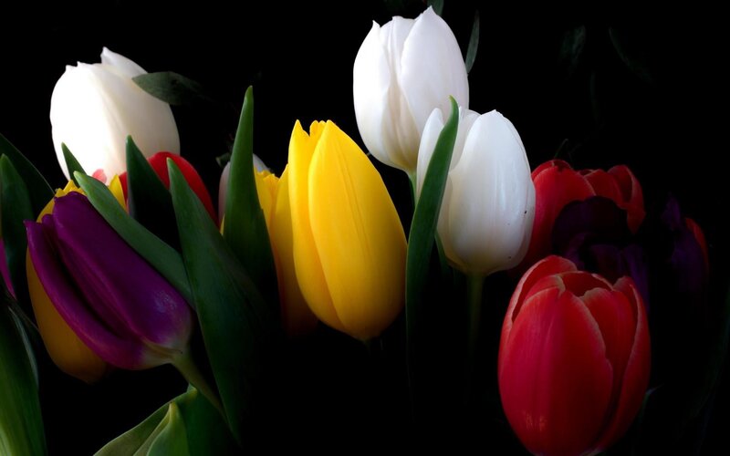 Colorful Tulips in Bouquet — Yellow, Dramatic, Photograph