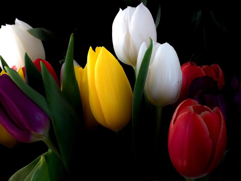 Colorful Tulips in Bouquet — Yellow, Dramatic