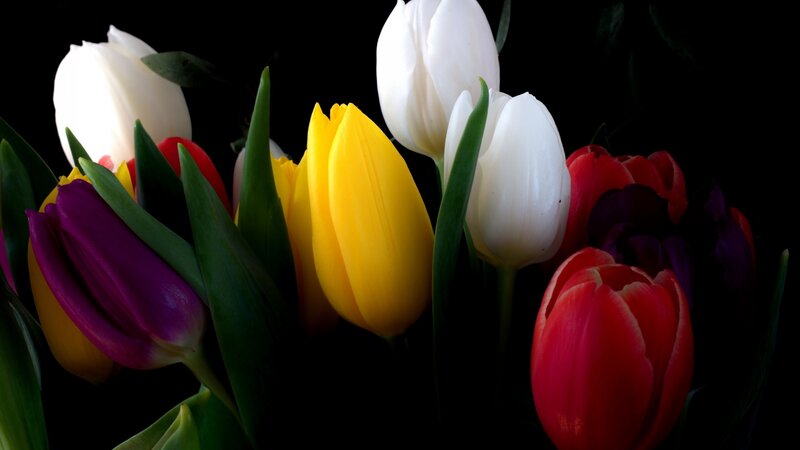 Colorful Tulips in Bouquet — Yellow