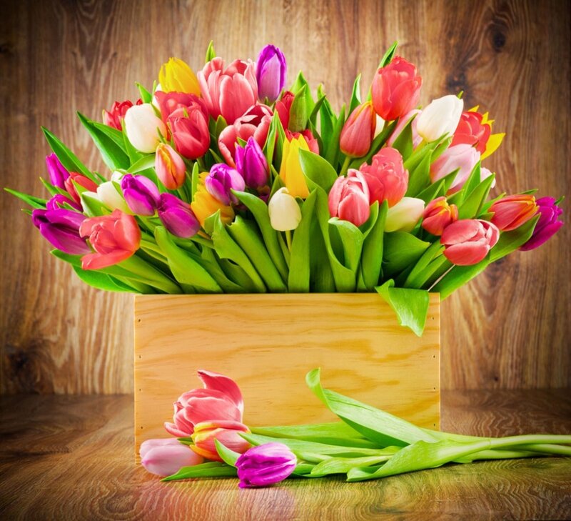 Colorful Tulips in Box — Pink