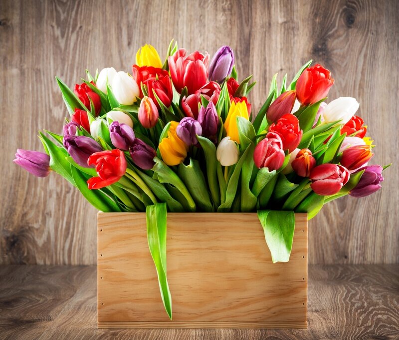 Colorful Tulips in Box — Red