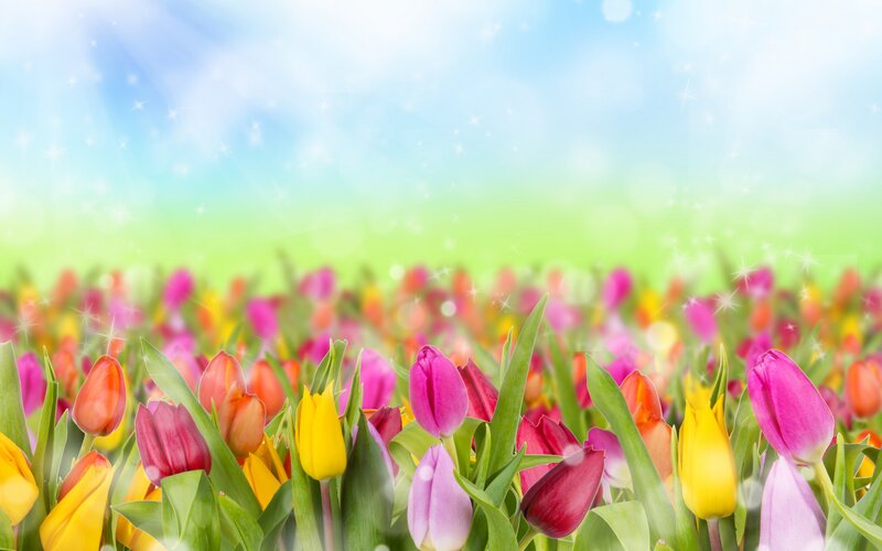 Colorful Tulips in Field — Pink