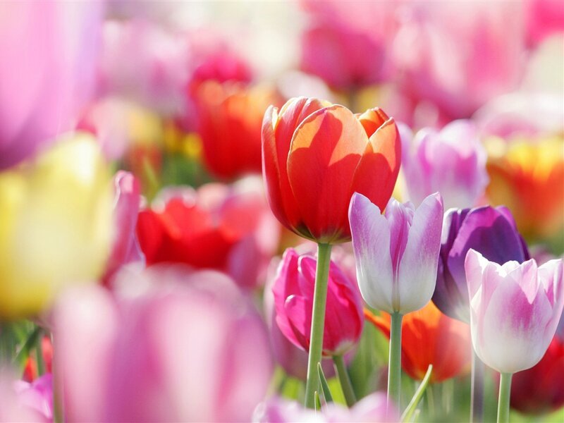 Colorful Tulips in Field — Red, Bright