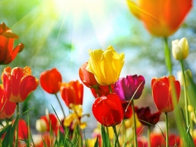 Colorful Tulips in Field — Red