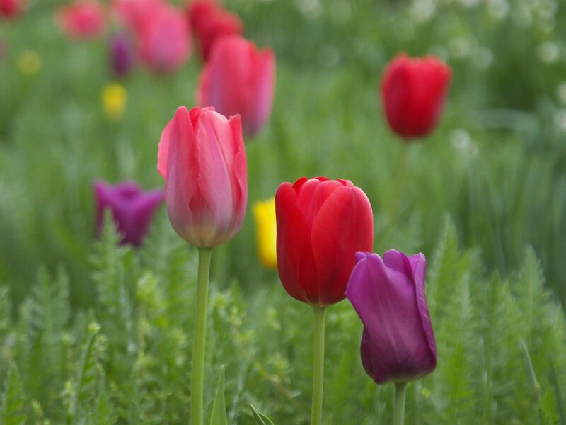 Colorful Tulips in Field