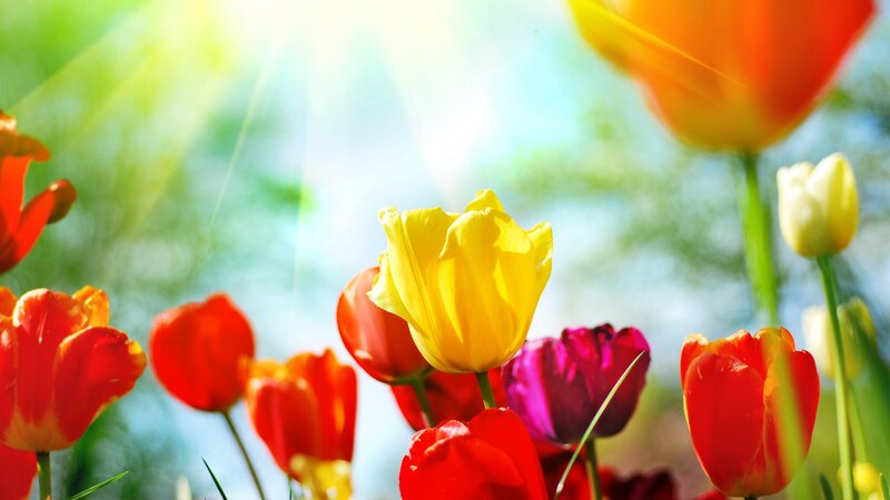 Colorful Tulips in Field — Yellow, Bright, Spring