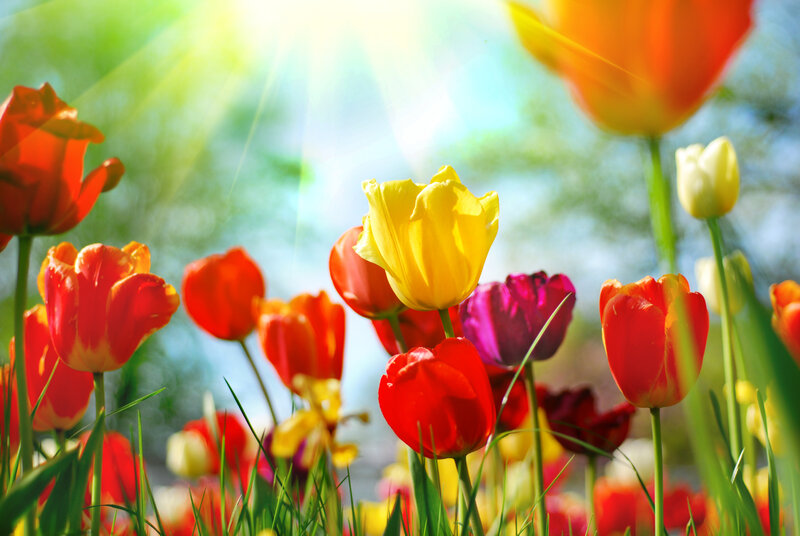 Colorful Tulips in Field — Yellow, Bright