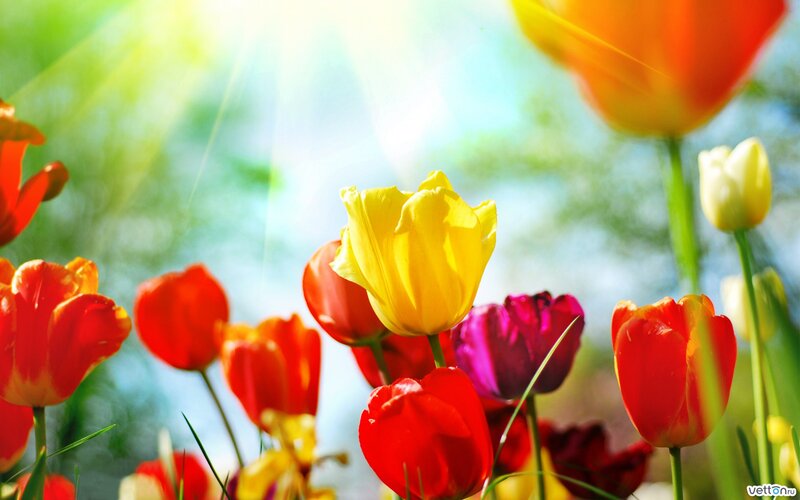 Colorful Tulips in Field — Yellow
