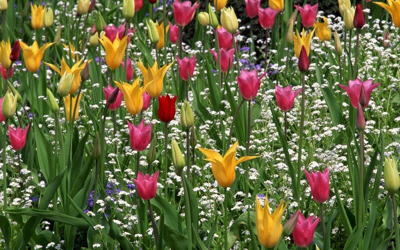 Colorful Tulips in Field — Yellow, Vibrant, Spring