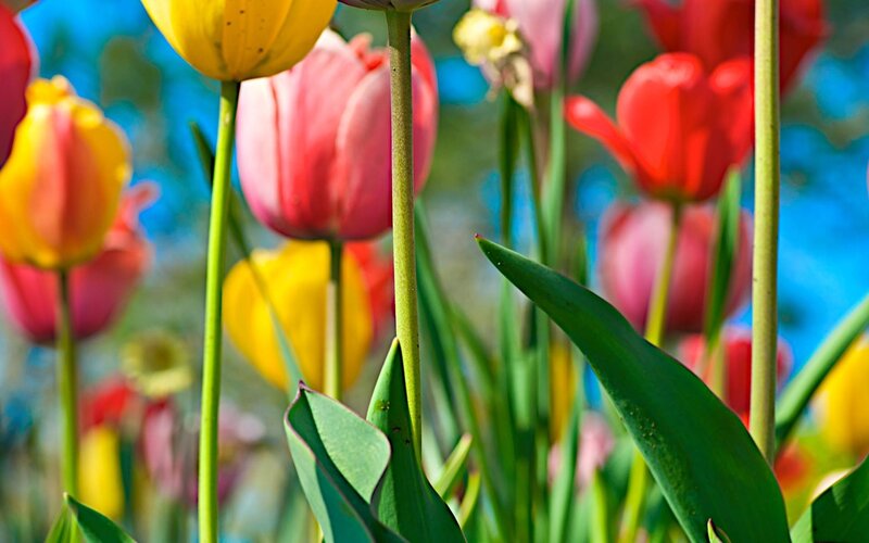 Colorful Tulips in Field — Yellow, Vibrant