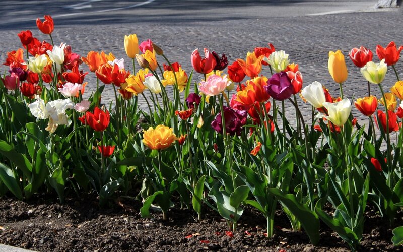Colorful Tulips in Flowerbed