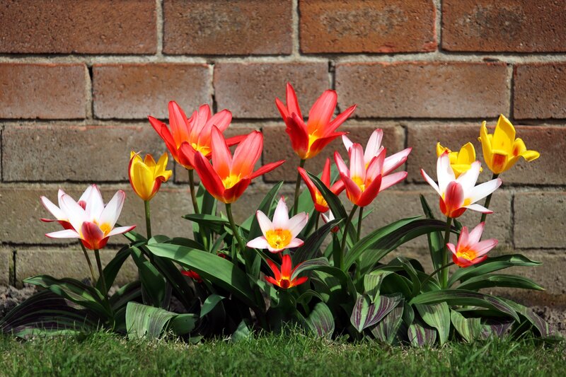 Colorful tulips in front of brick wall