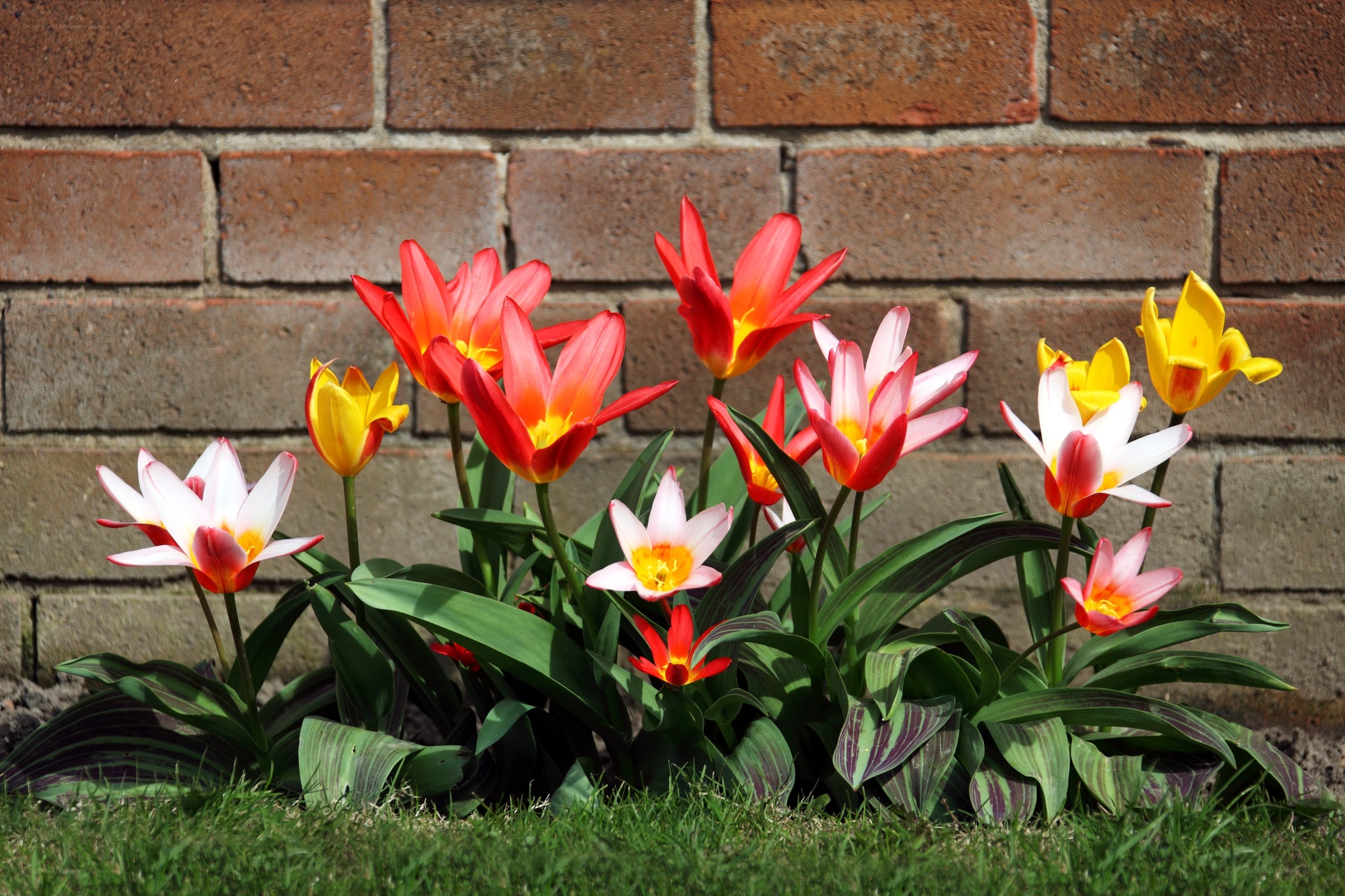 Colorful tulips in front of brick wall