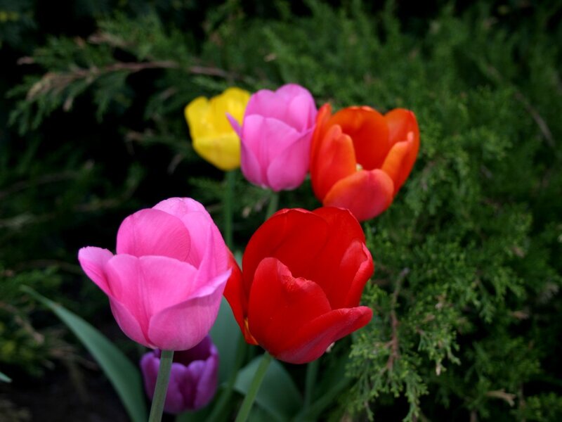 Colorful tulips in garden