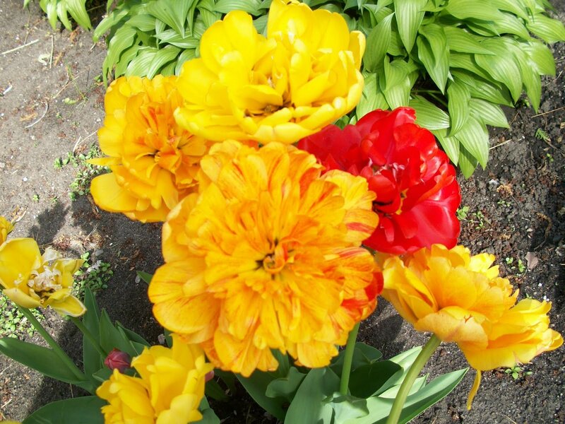 Colorful tulips in garden