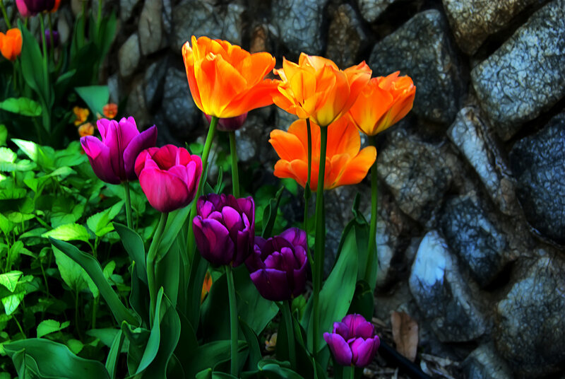 Colorful tulips in garden