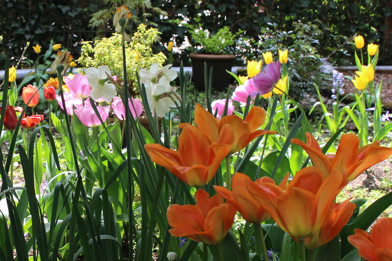 Colorful Tulips in Garden — Orange