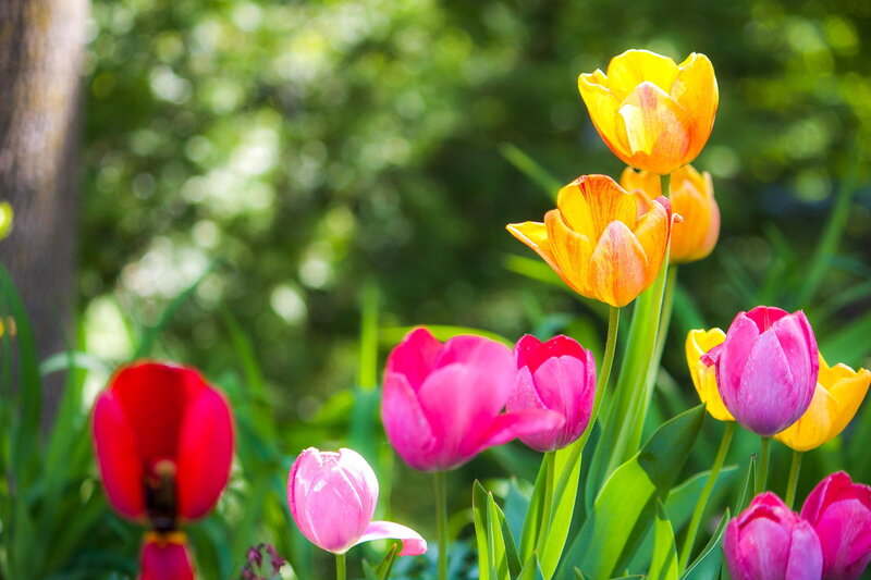 Colorful Tulips in Garden — Pink