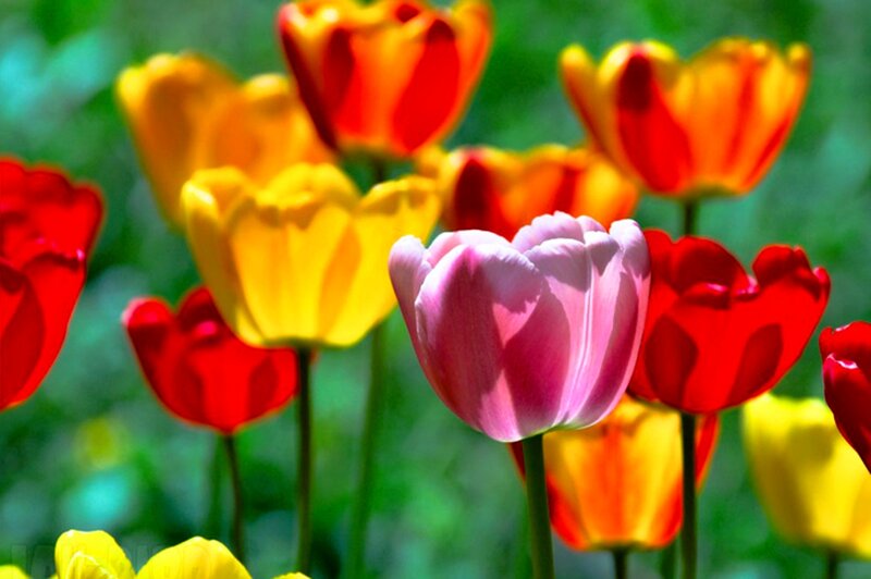 Colorful Tulips in Garden — Pink, Vibrant