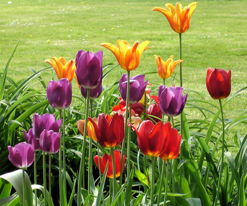 Colorful Tulips in Garden — Purple, Bright, Afternoon