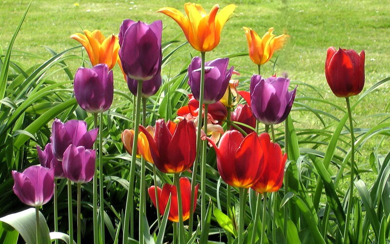 Colorful Tulips in Garden — Purple, Bright