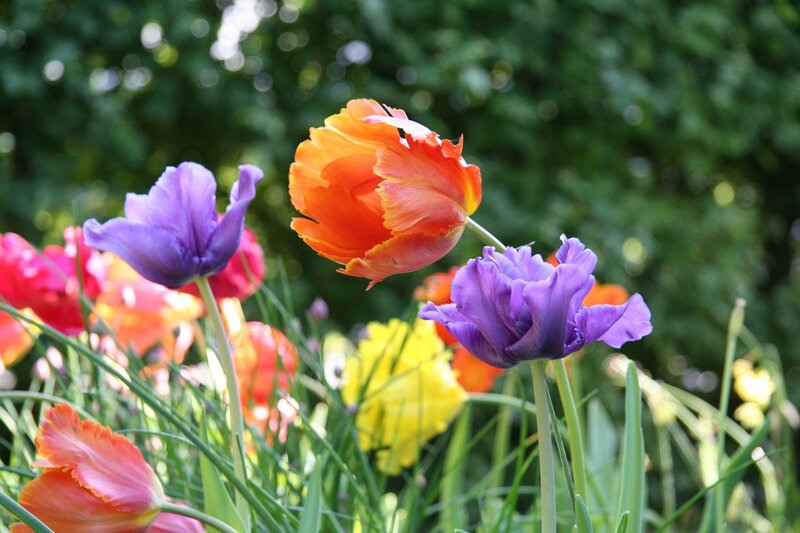 Colorful Tulips in Garden — Purple