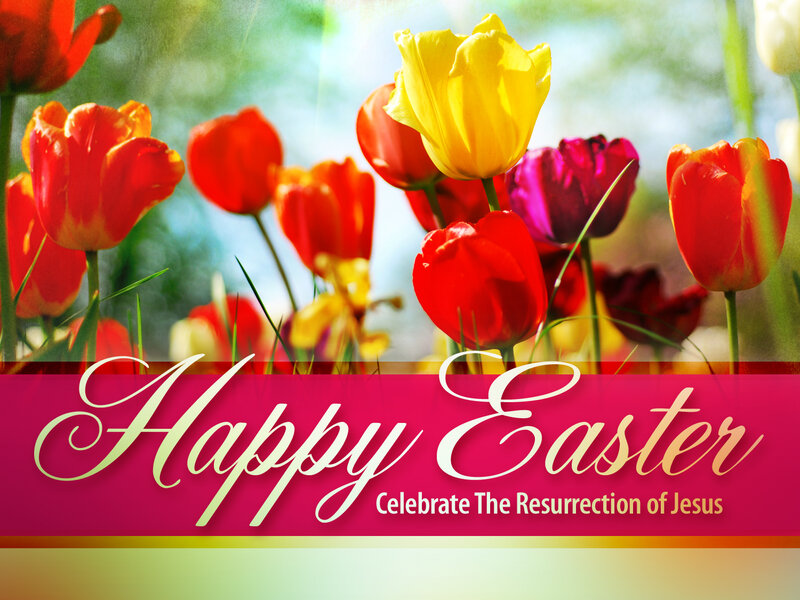 Colorful Tulips in Garden — Red, Festive