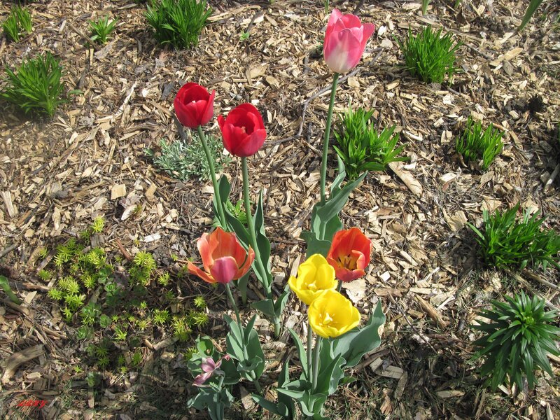 Colorful Tulips in Garden — Red, Serene