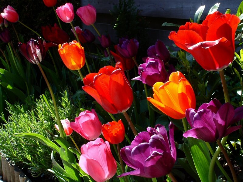 Colorful Tulips in Garden — Red