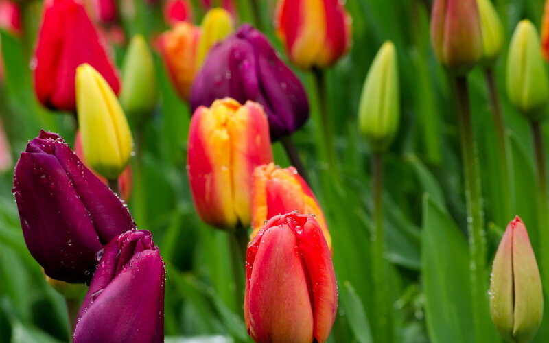 Colorful Tulips in Garden — Red, Vibrant