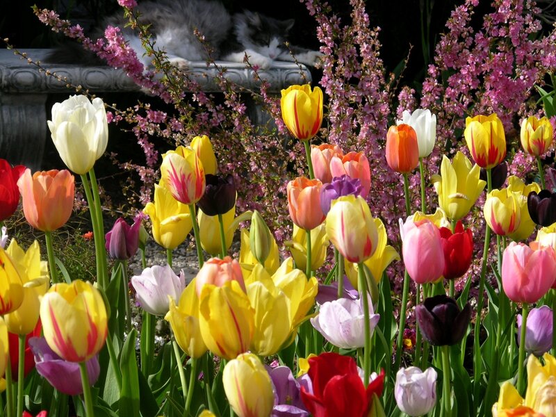 Colorful Tulips in Garden — Yellow, Serene, Spring, Photograph