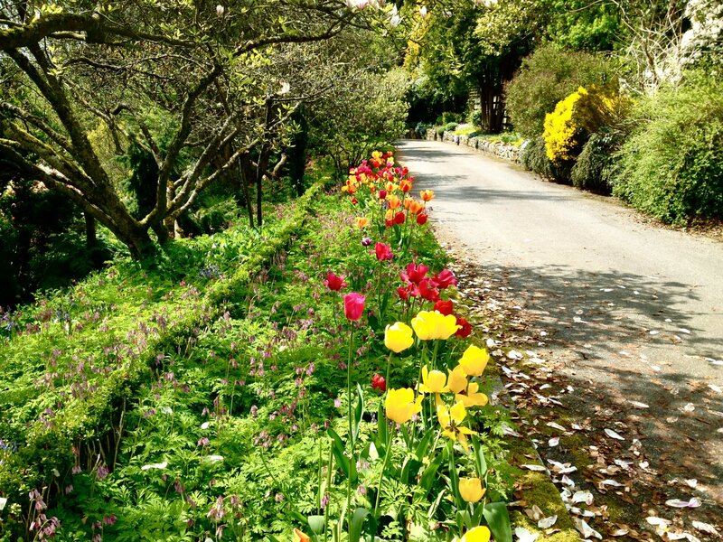 Colorful Tulips in Garden — Yellow, Serene