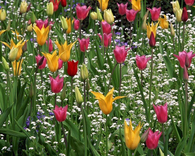 Colorful Tulips in Garden — Yellow