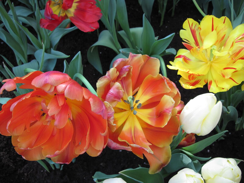 Colorful Tulips in Garden — Yellow, Vibrant, Spring, Photograph