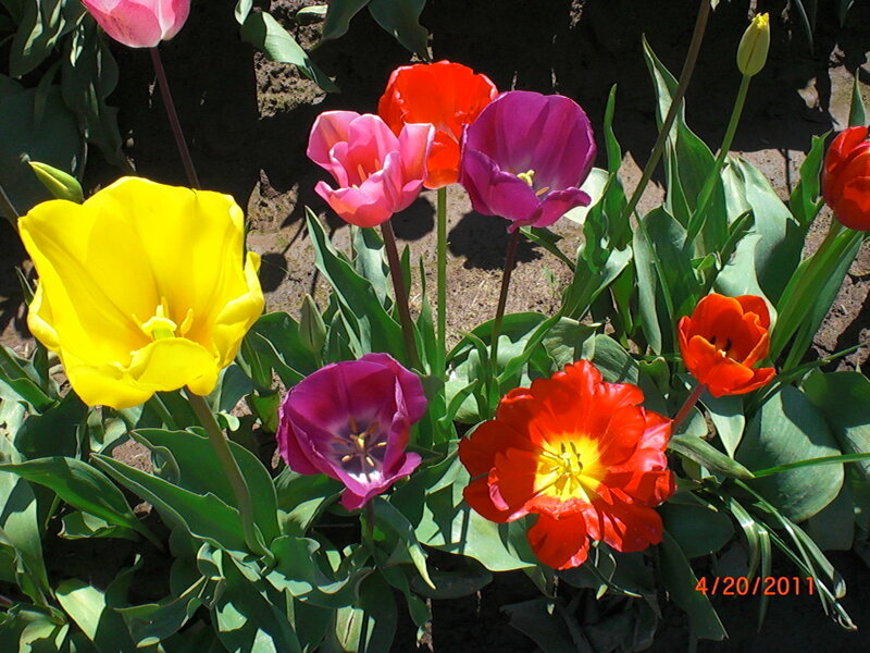 Colorful Tulips in Garden — Yellow, Vibrant, Spring