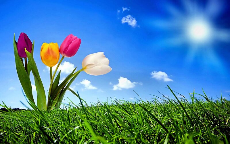 Colorful Tulips in Grass — Green, Serene