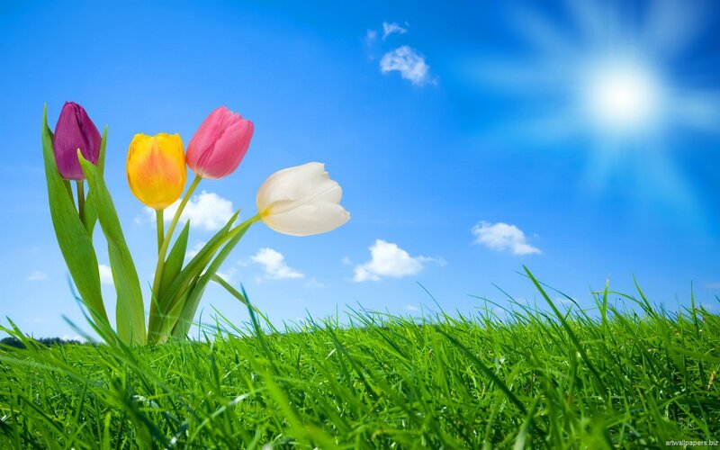 Colorful Tulips in Grass — Green