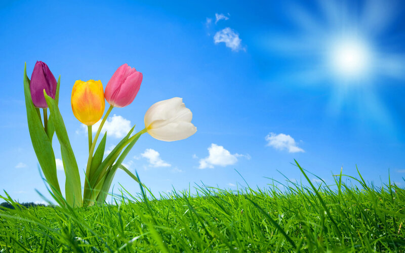 Colorful Tulips in Grass