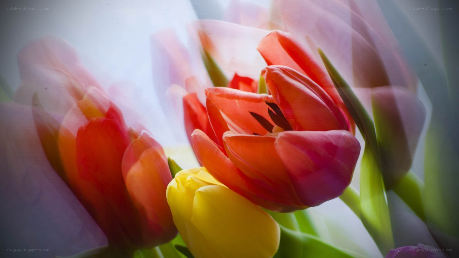 Colorful tulips in motion