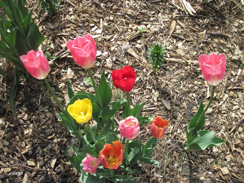 Colorful Tulips in Mulch