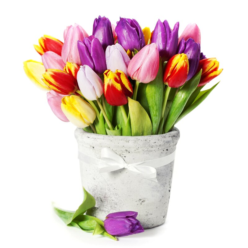 Colorful Tulips in Pot — Purple