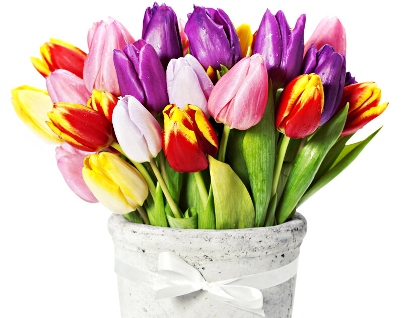 Colorful Tulips in Pot