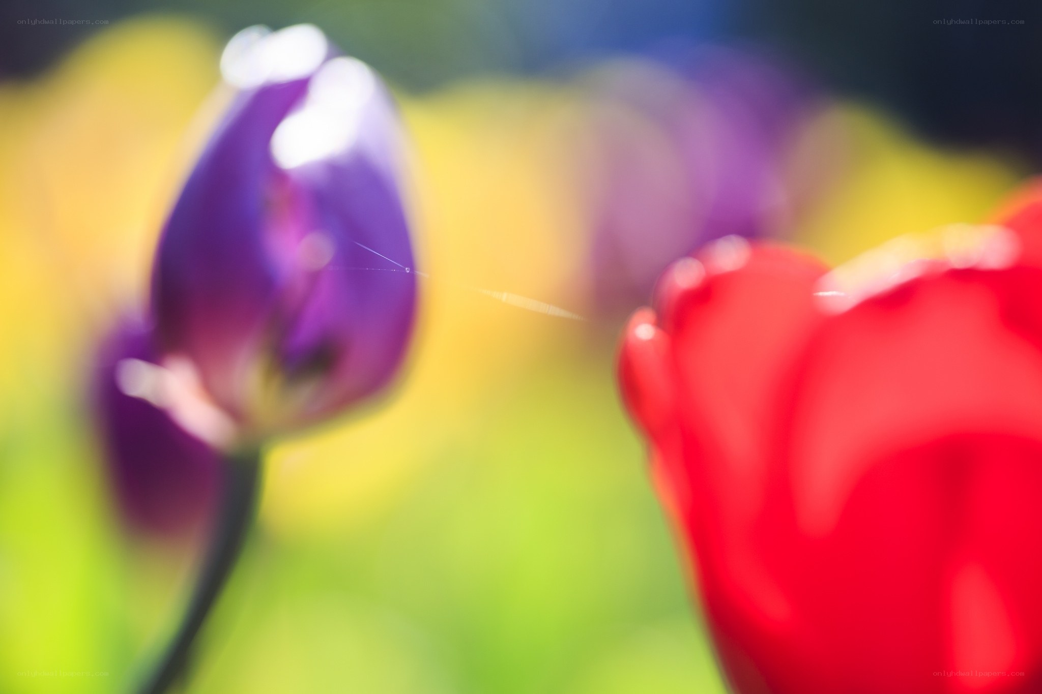 Colorful tulips in soft focus